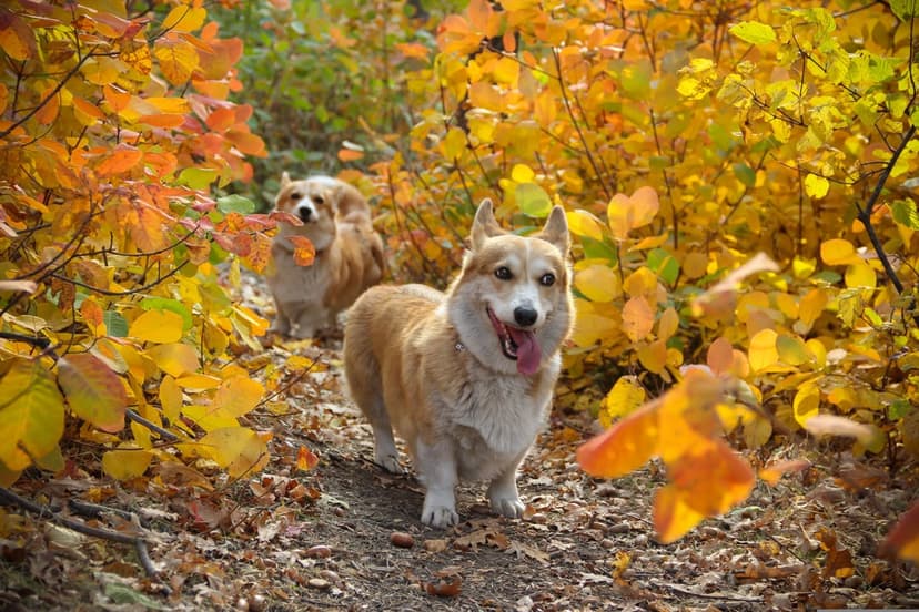 Pair of Corgis trek along a leaf-strewn forest path with vibrant orange and red foliage in the background.