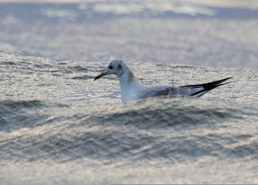 Seagull with white and grey feathers floats on textured ocean waves under soft, warm sunset lighting.