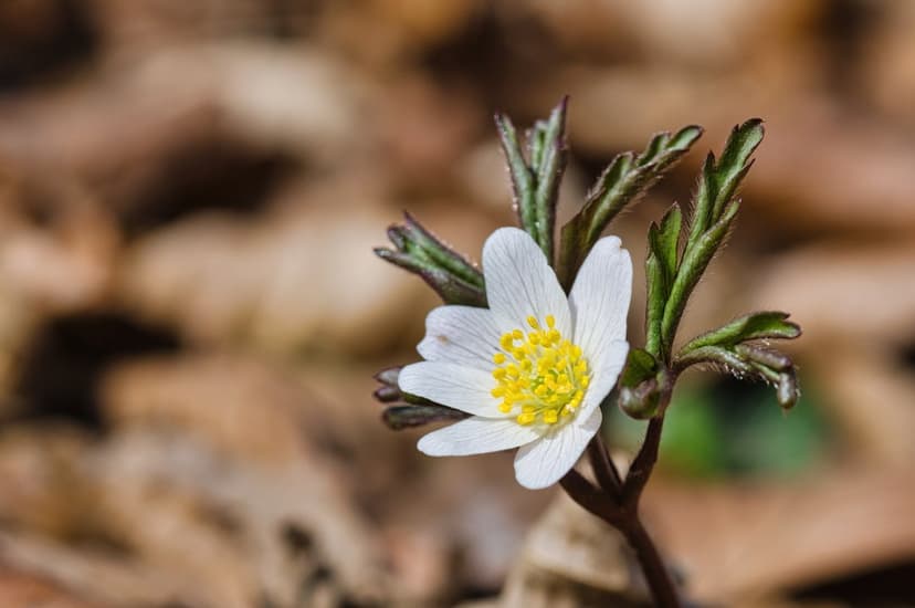 White wood anemone flower with yellow stamens and green leaves sits on a bed of dry brown forest floor leaves.