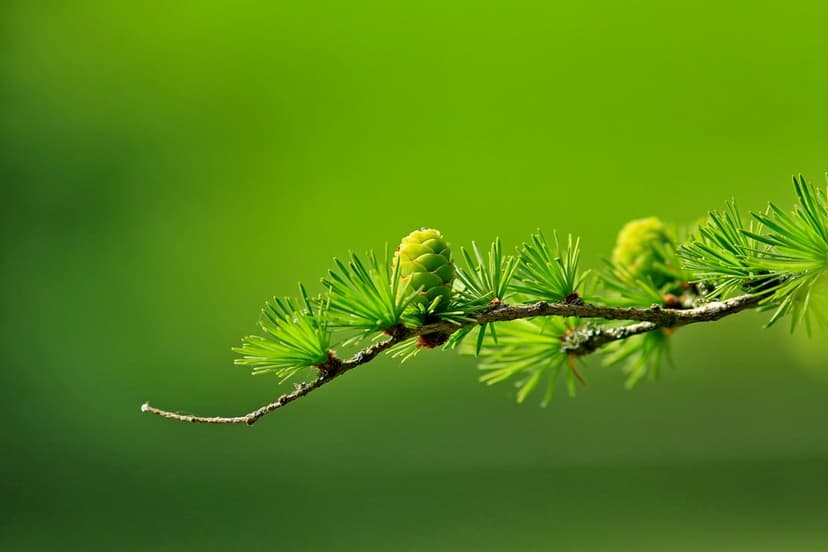 Two small green pine cones sprout from a branch of thin needles against a blurry, light green forest background.