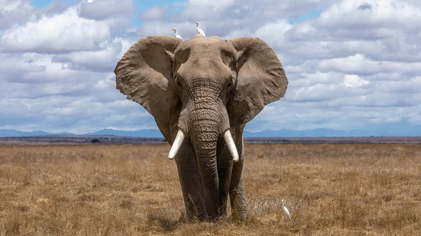 African elephant with white birds on its head stands in a dry grassy savanna against a backdrop of mountains.