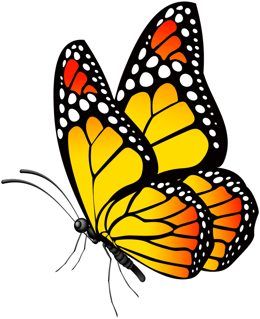 Monarch butterfly with symmetrical orange and black wings featuring white spots on a transparent background.