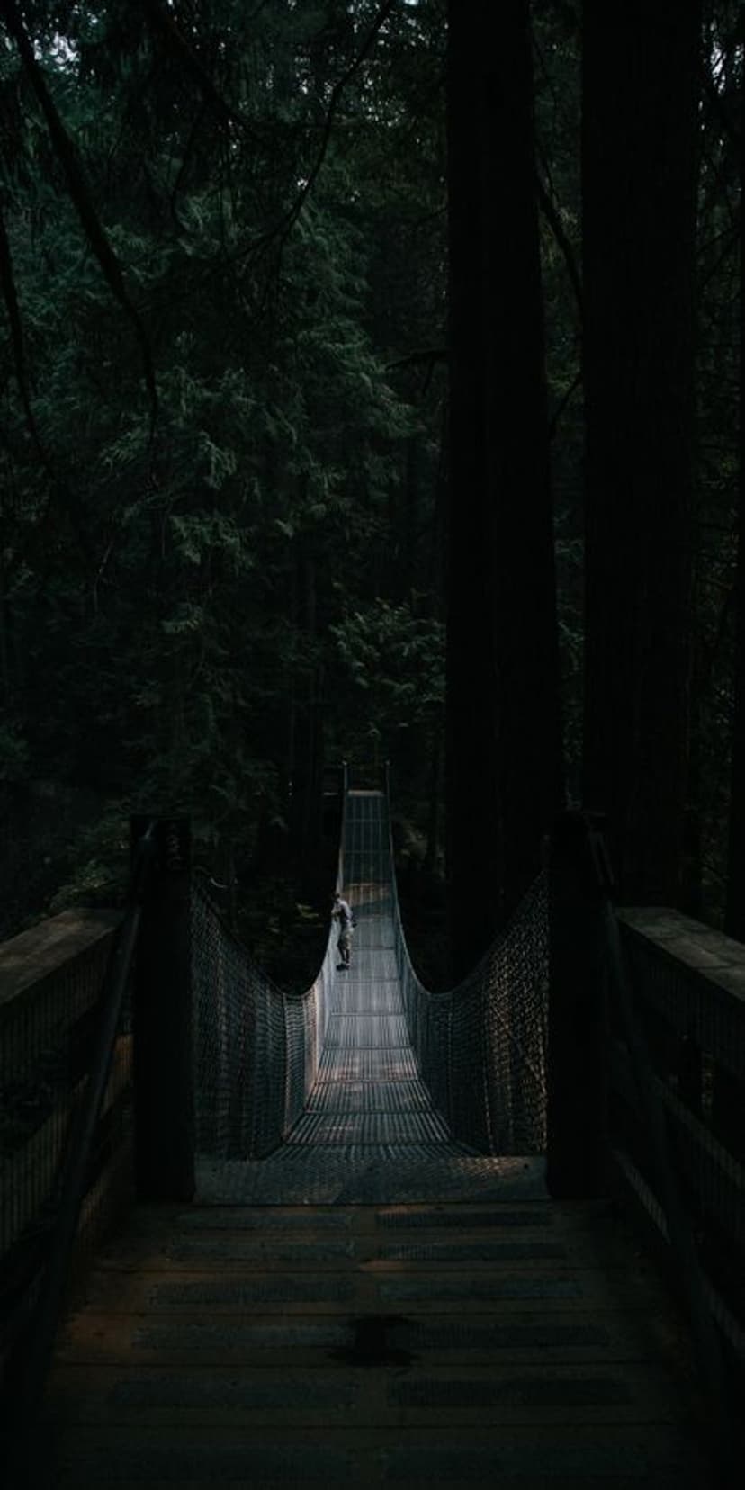 Suspension bridge stretching into a dense, dark forest with towering trees and low-hanging mist in soft light.