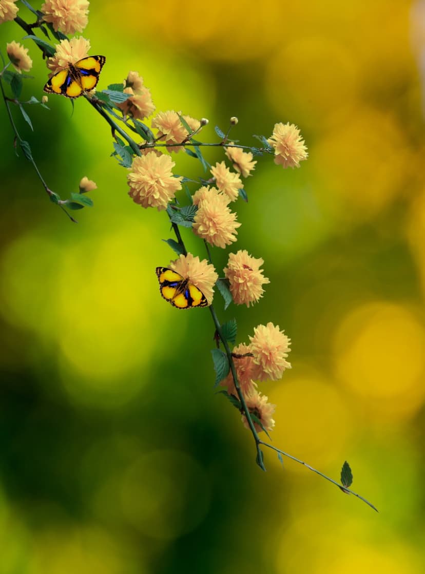 Yellow butterflies with black markings sit on fuzzy yellow flowers against a soft green and gold bokeh backdrop.