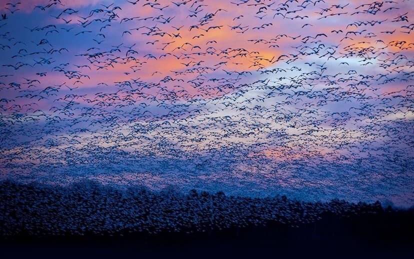 Snow geese flock in flight over a dark treeline against a vibrant purple and orange gradient sunset sky.