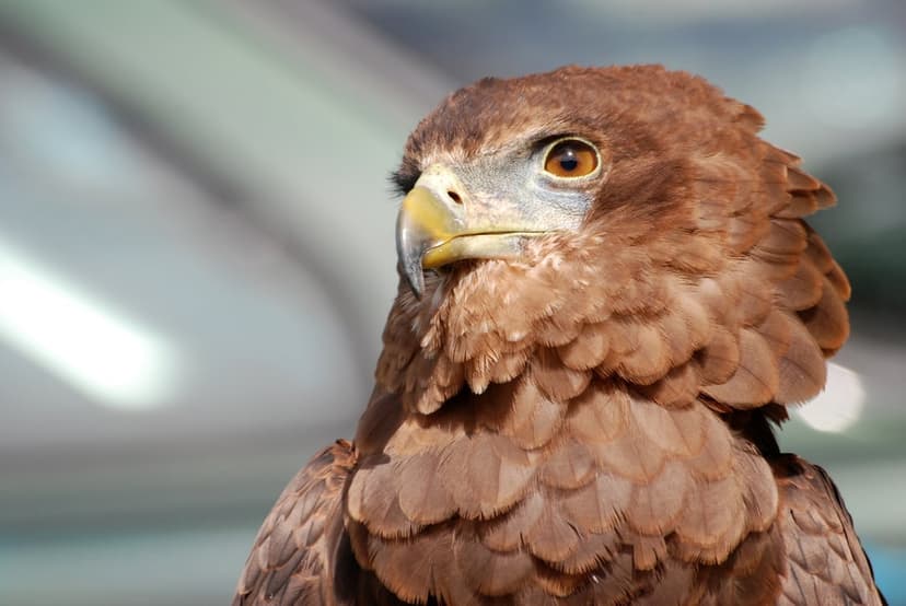 Bateleur eagle with piercing amber eyes and a yellow beak stares forward against a blurred green background.