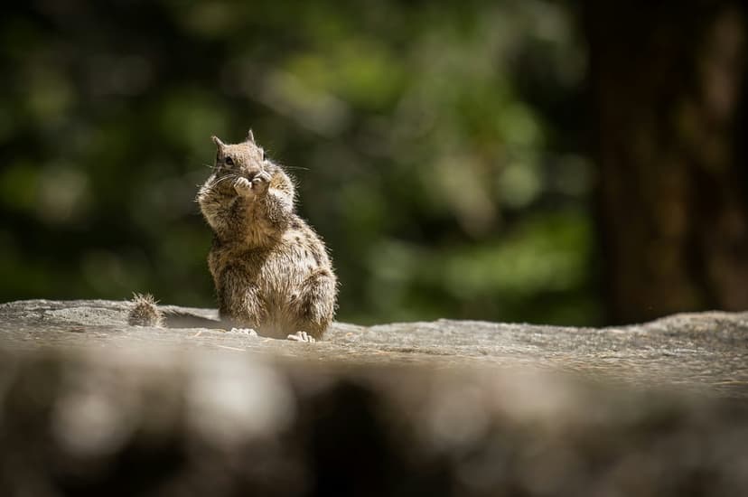 Chipmunk with swollen cheeks sits on a gray rock with its paws raised against a blurred green forest background.