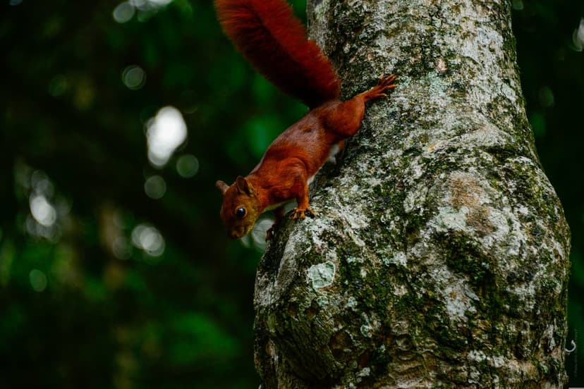 Red squirrel with a bushy tail climbing down a mossy tree trunk in a blurred green woodland environment.