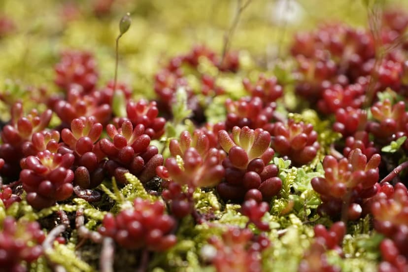 Crimson sedum succulents growing from a thick bed of soft green moss in a detailed botanical close-up view.
