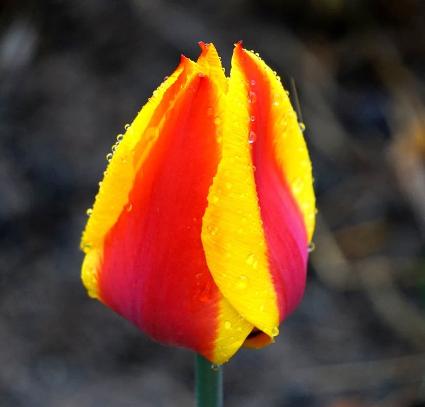 Red and yellow tulip bud with sparkling water droplets against a dark bokeh background in a macro close-up.