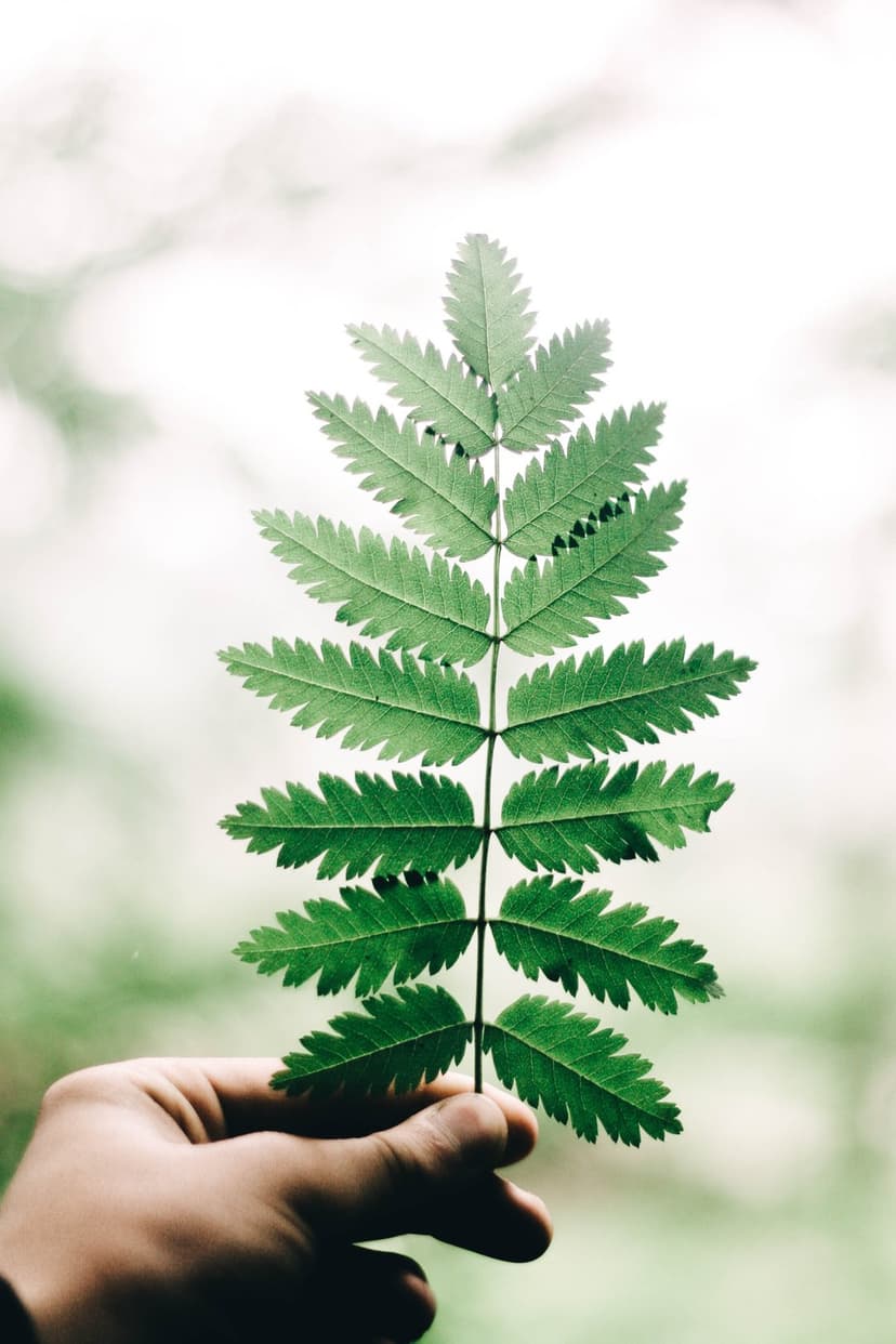 Fingers hold a detailed green fern leaf with serrated edges against a blurry, light-colored outdoor background.
