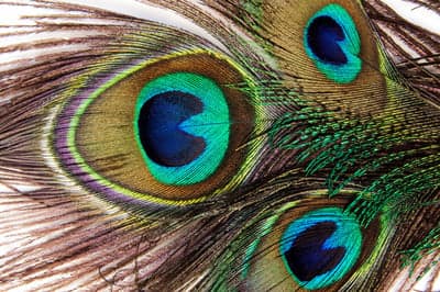 Close-up Macro of Peacock Feathers with Eyespots