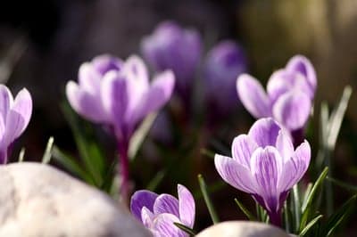 Spring Crocus Flower Bloom Portrait Phone Wallpaper