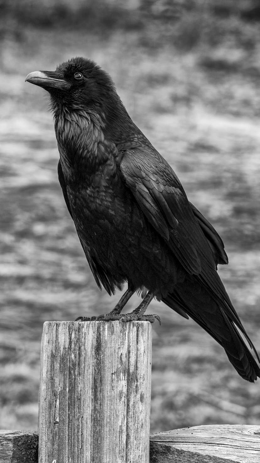 Black raven with detailed feathers perched on a weathered wood post against a soft blurred grayscale background.