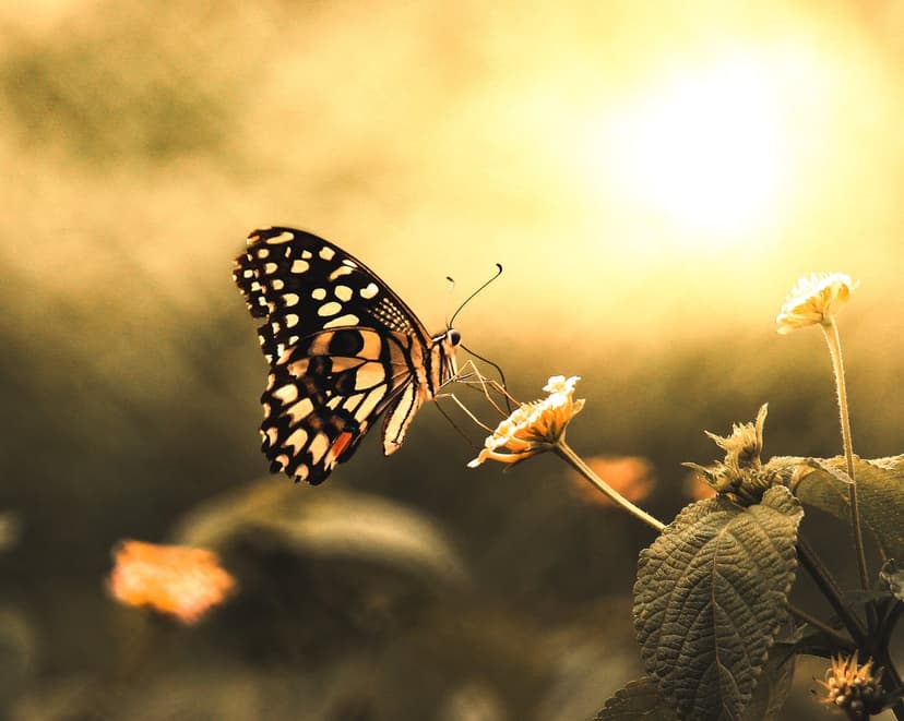 Monochrome patterned butterfly on a small flower petals illuminated by warm golden hour sunlight with soft bokeh.