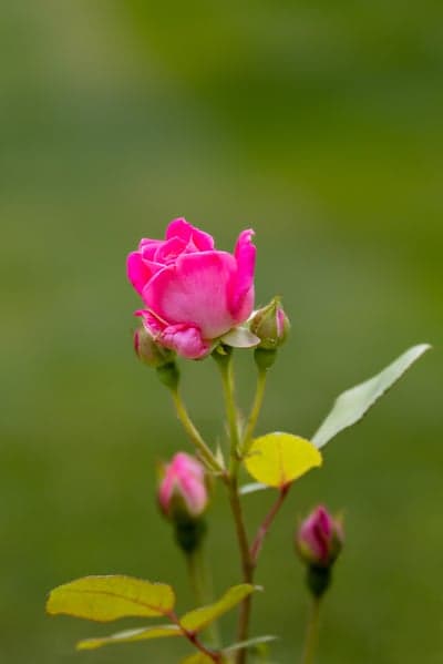 Vibrant Pink Rose Bloom with Buds and Greenery