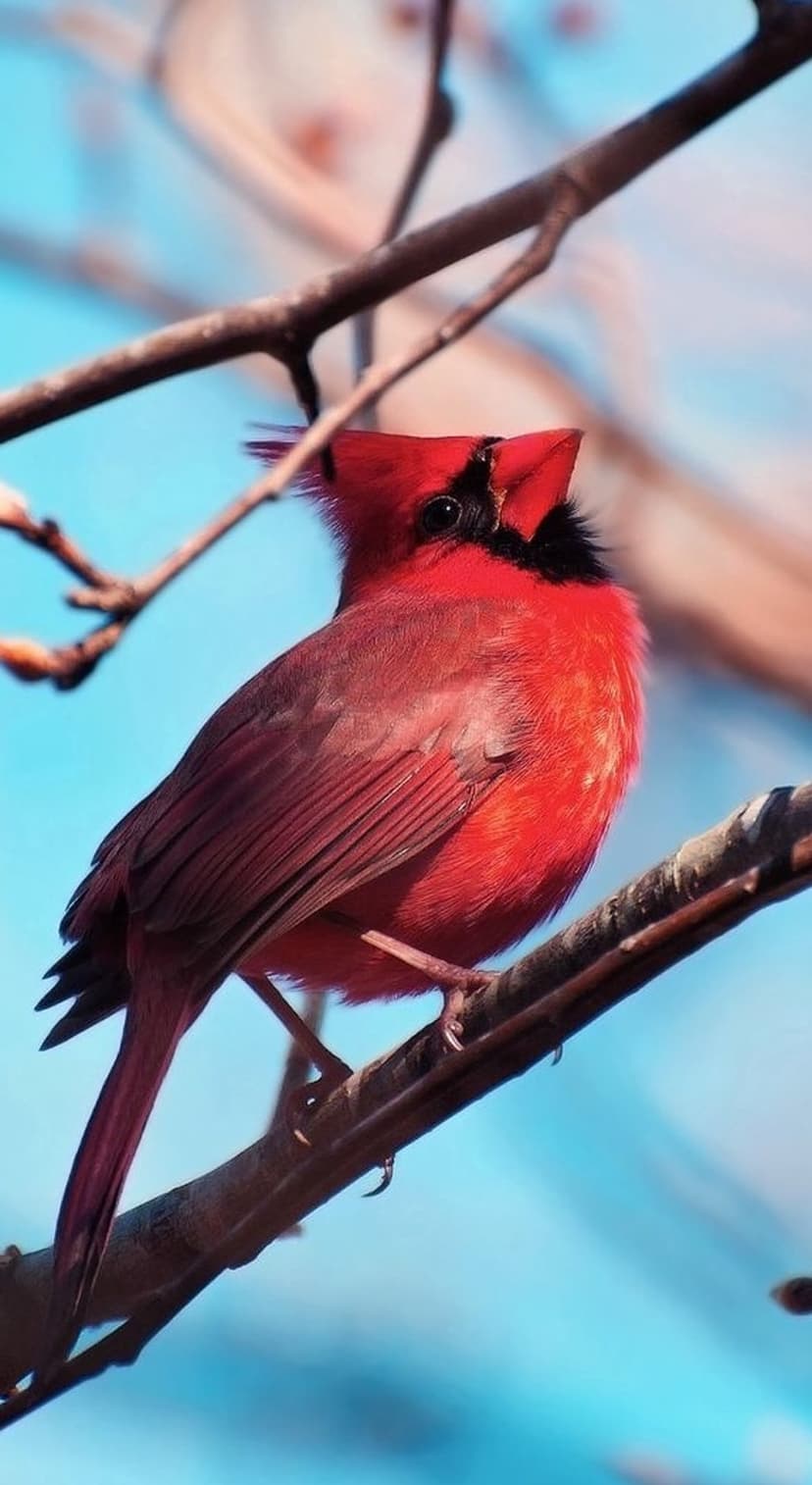 Male Northern Cardinal with bright red feathers and a black mask perches on a branch under a clear blue sky.