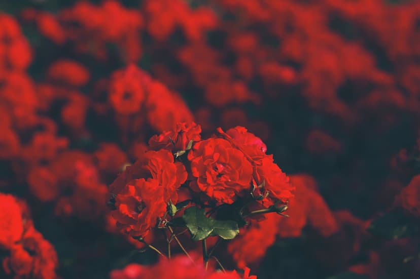 Crimson rose blossoms with velvety petals and selective focus create a soft floral depth in close-up.