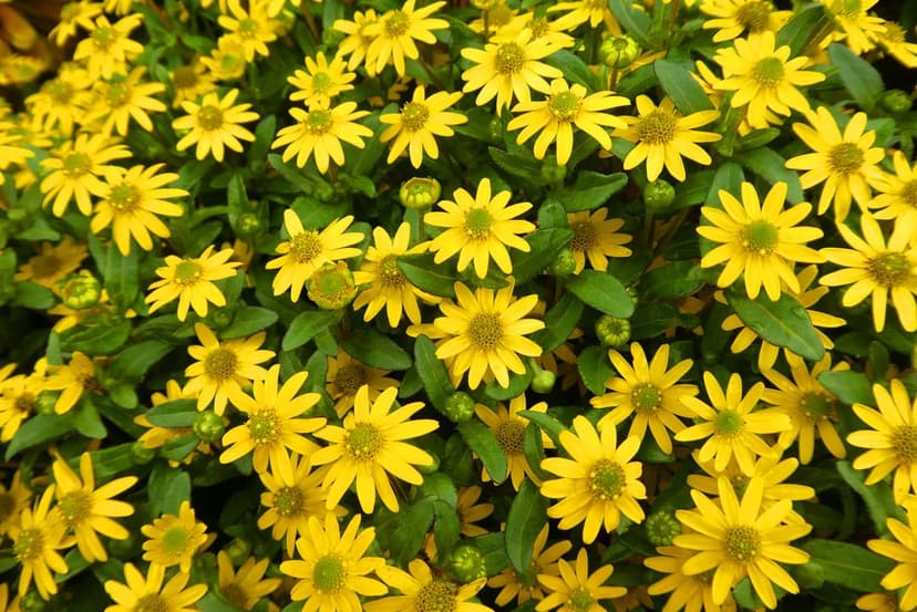 Yellow Sanvitalia flowers with dark centers and green leaves viewed from above in a dense, blooming cluster.