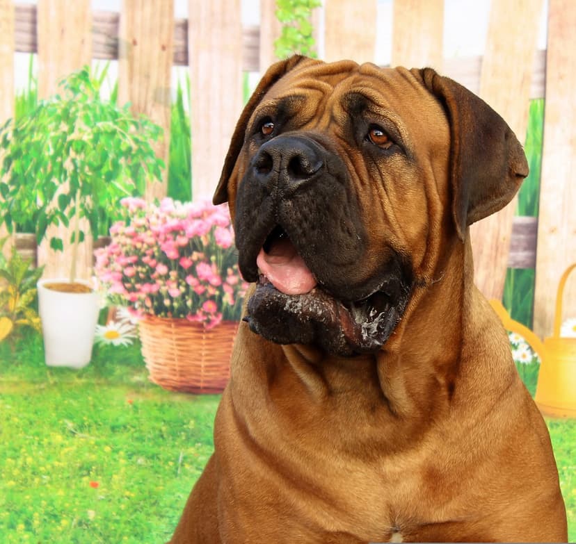 Brown Mastiff dog with a pink tongue sits in a lush garden beside a flower basket and a rustic wooden fence.