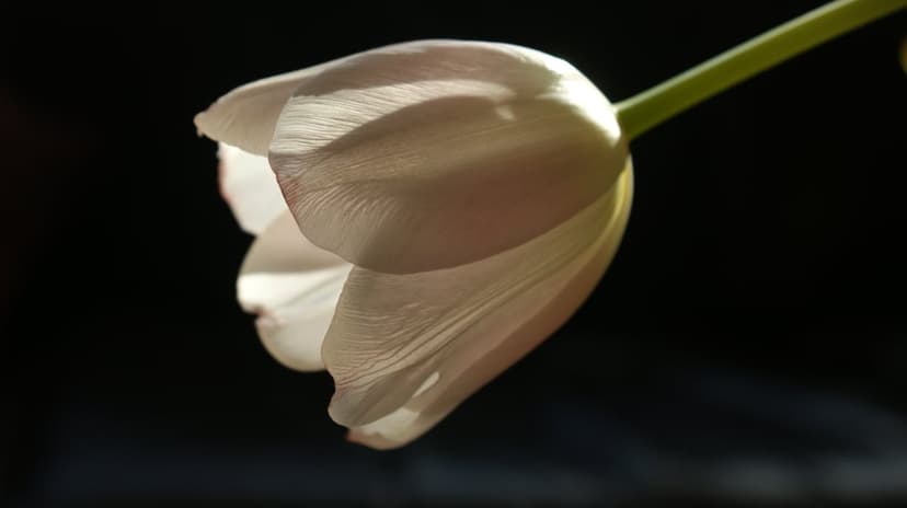 White tulip petals with visible vein patterns glow against a dark, out-of-focus backdrop in soft light.