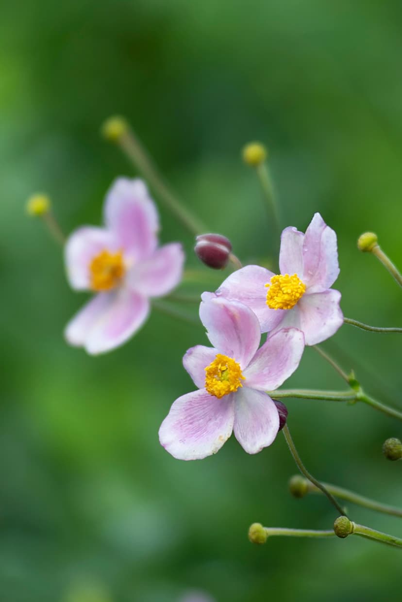 Pink Japanese anemone flowers featuring bright yellow stamens against a soft green bokeh background.