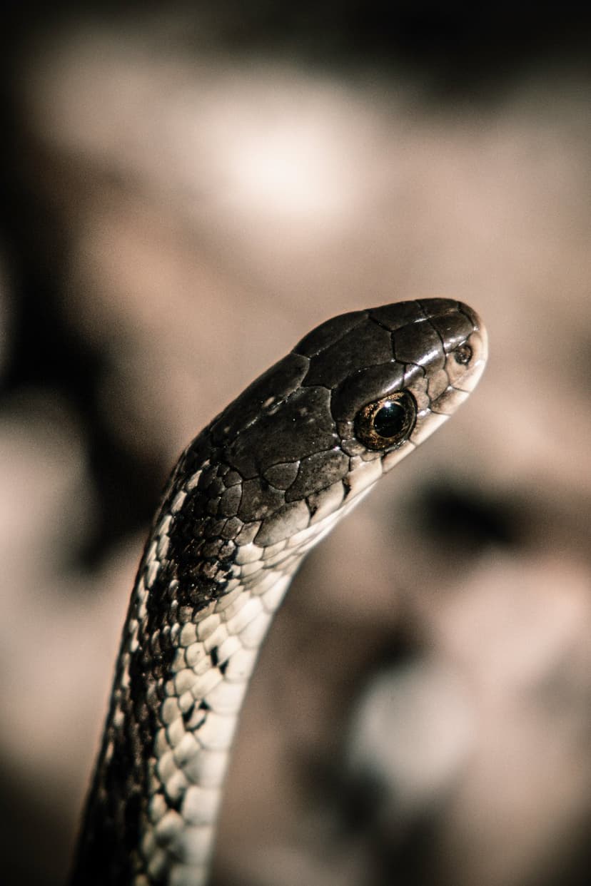 Snake head with dark reflective eye and textured interlocking scales in a high-contrast macro portrait.