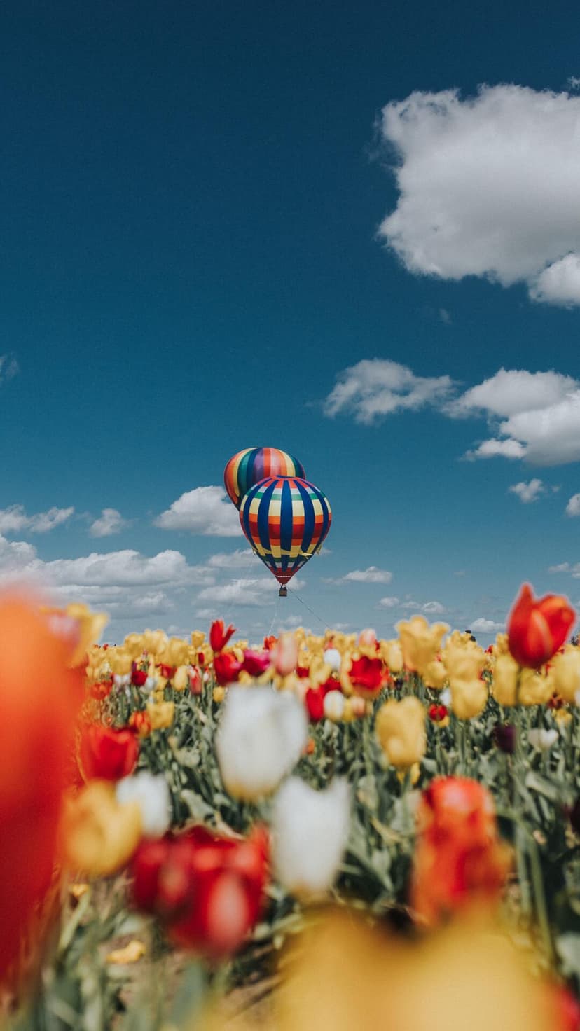 Multicolored hot air balloon drifting above red and yellow tulip rows under a bright blue sky with white clouds.