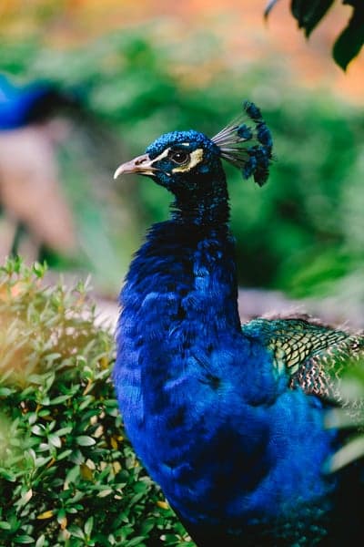 Iridescent Blue Peacock Portrait Vertical Phone Wallpaper
