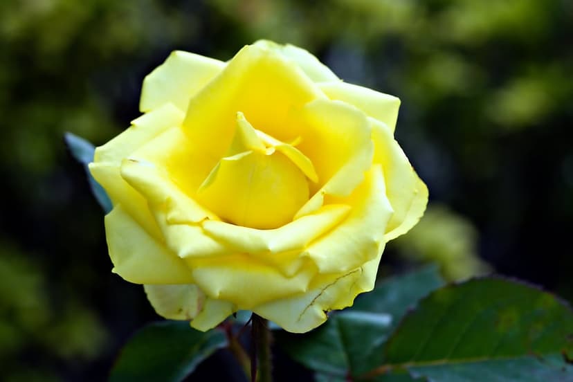 Yellow rose with velvety petals blooms against a soft green bokeh background in warm, natural sunlight.