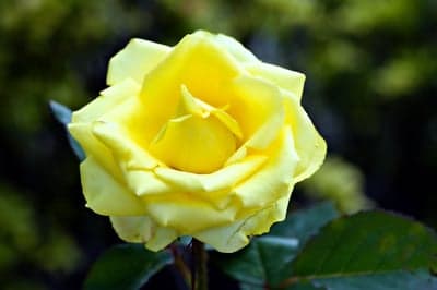 Sunlit Yellow Rose Bloom Mobile Screen Backdrop