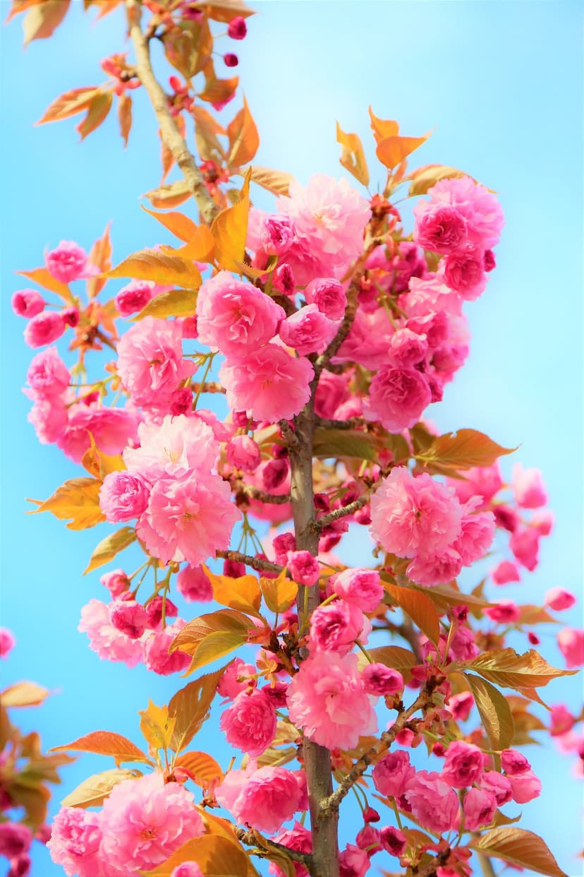 Pink cherry blossoms and copper leaves cluster on a branch against a solid light blue sky in a vertical view.