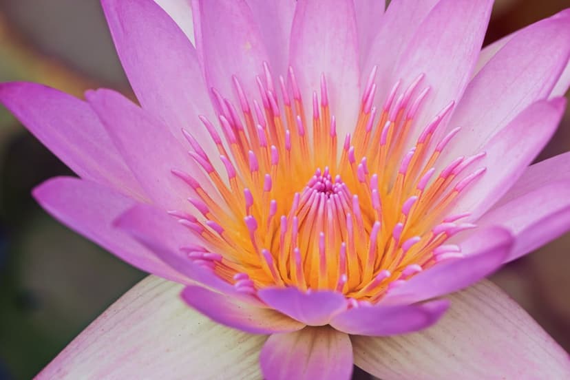 Pink water lily petals surround bright yellow stamens in a detailed macro close-up with a blurred background.