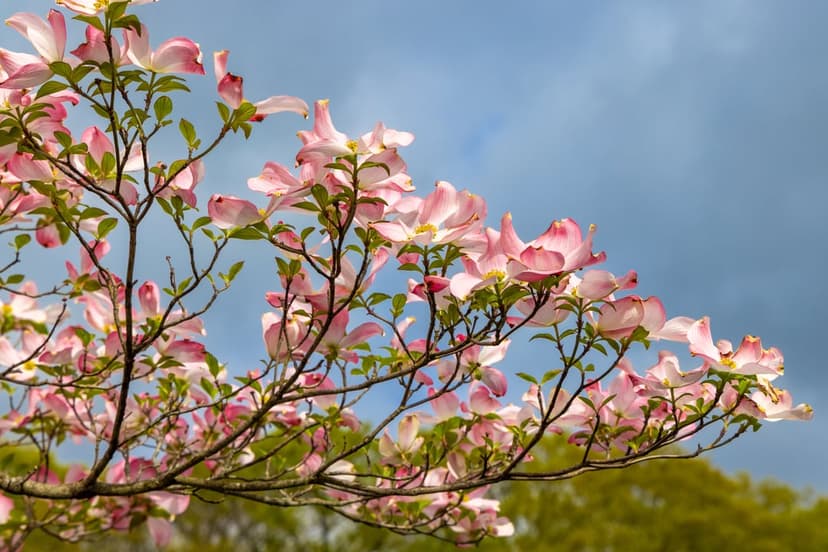 Pink dogwood blossoms with soft petals bloom against a bright blue sky with light clouds and green leaves.