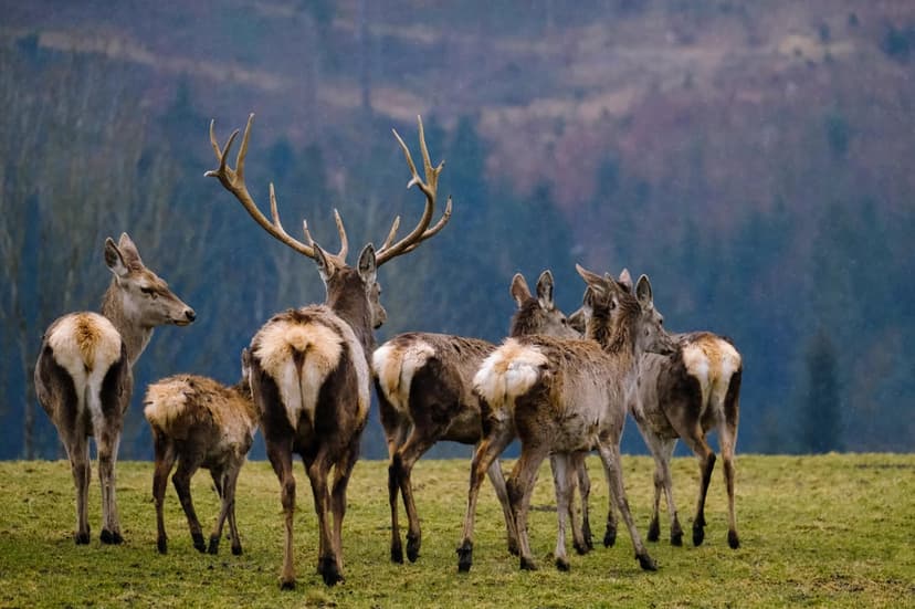 Red deer stag with large antlers stands in a grassy field with a herd grazing near a blurred forest background.