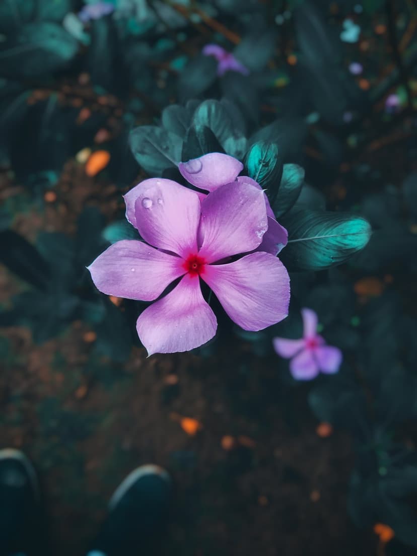 Purple vinca flower with a pink center and clear water droplets on its petals against dark green leaves.