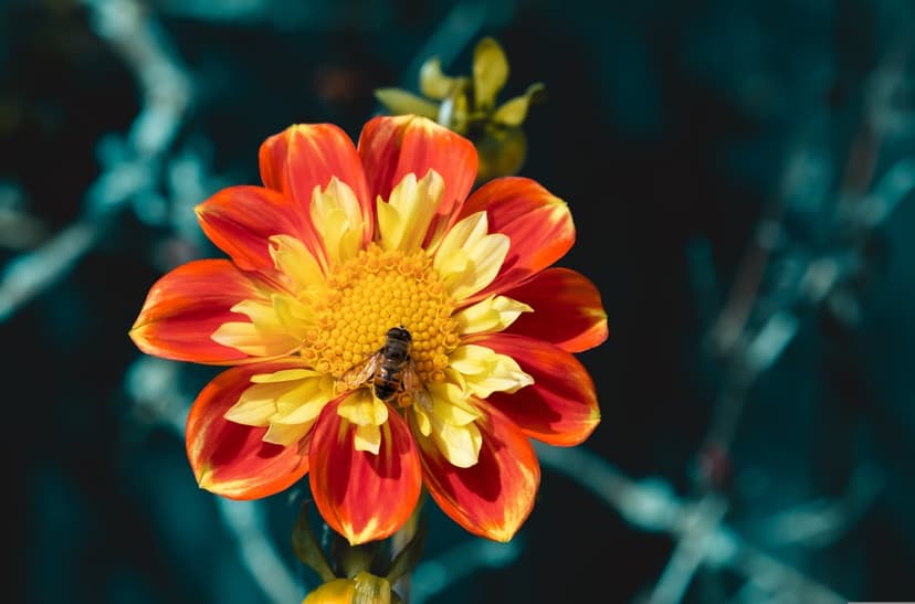 Honeybee collecting nectar from a red and yellow dahlia flower with a dark, blurred background in a macro shot.