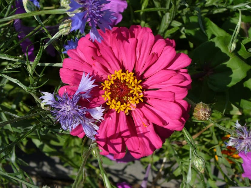 Pink zinnia with a yellow center blooms alongside blue cornflowers and green leaves in a sunlit garden macro.