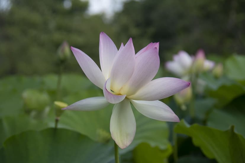 Pink and white lotus flower with layered petals sits on a pond surface surrounded by blurred green lily pads.