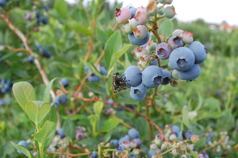 Blue and pink blueberries grow on a leafy branch with two small insects perched on the fruit clusters.