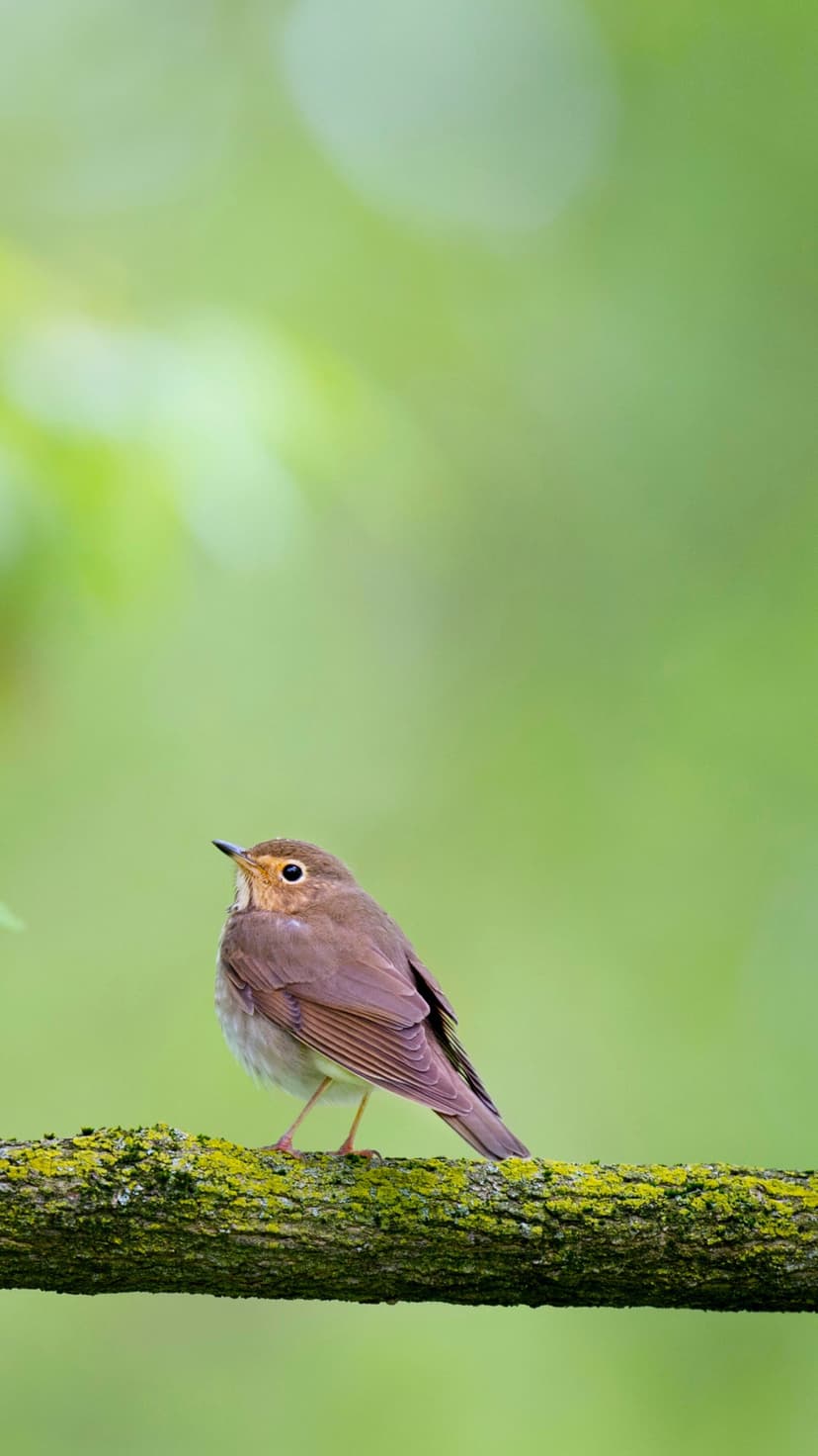 Small brown bird with a tilted head perches on a textured mossy branch against a blurred green forest backdrop.
