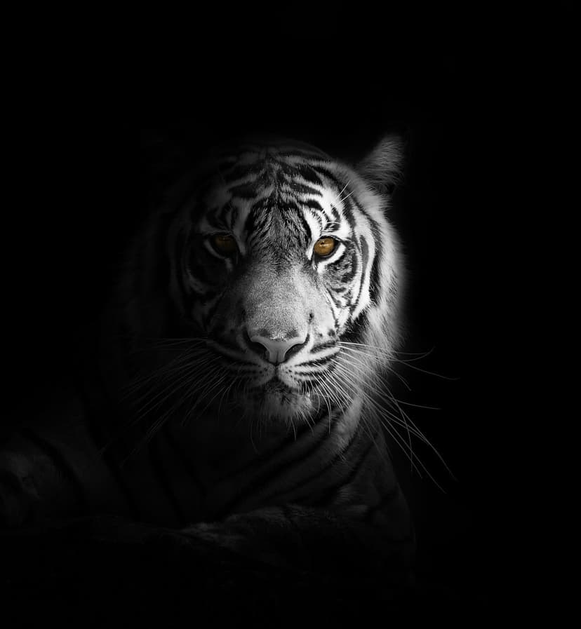 Tiger face with glowing gold eyes emerging from a dark black background in high-contrast monochrome lighting.