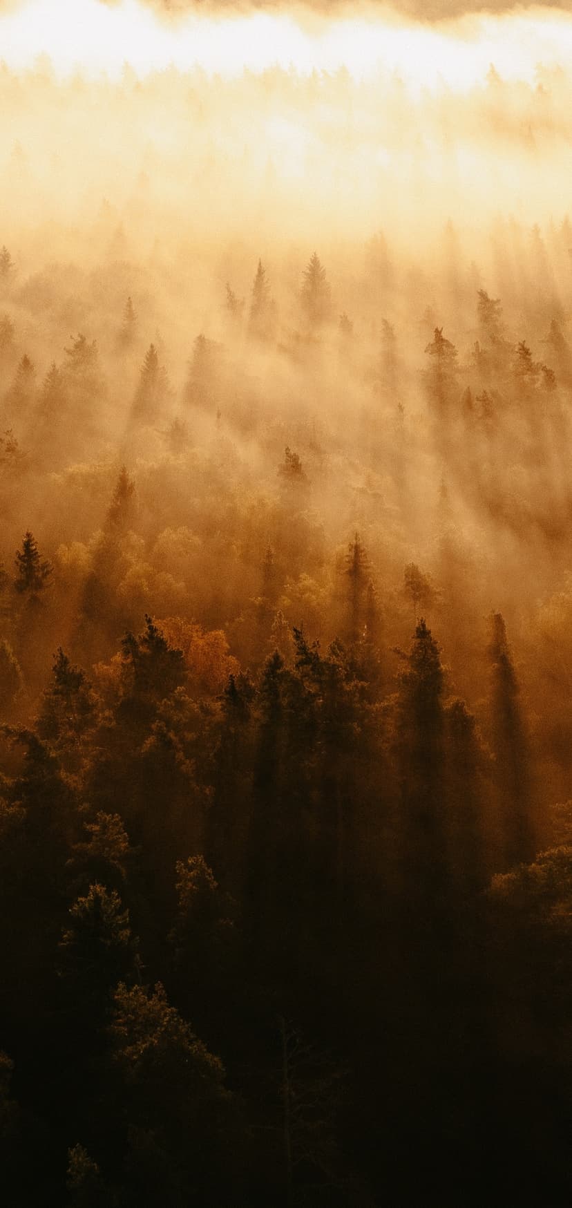 Misty Golden Hour Pine Forest Mobile Background Screen