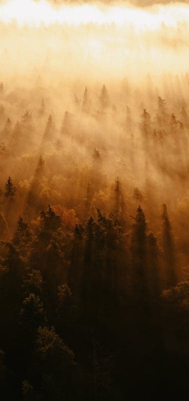Golden Hour Mist Over Pine Forests