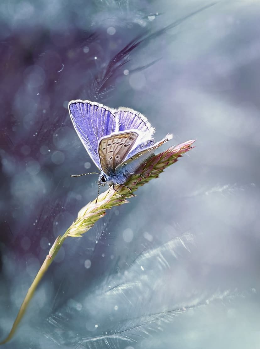 Blue iridescent butterfly with violet accents rests on a green grass tip against a purple bokeh background.