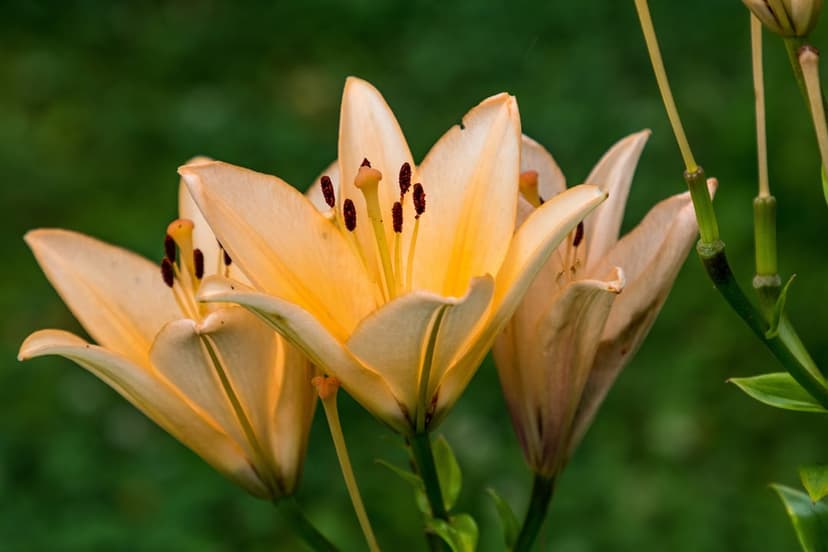 Three peach lilies with dark anthers and curved petals bloom in a soft-focus green garden setting.