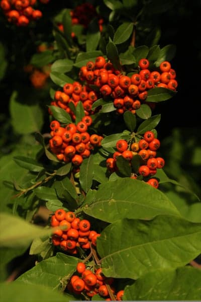 Vibrant Pyracantha Berry Clusters Mobile Phone Wallpaper
