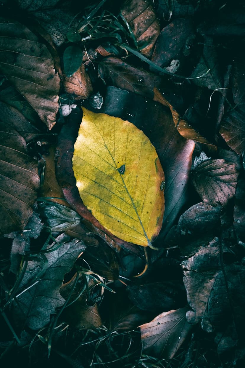 Yellow leaf with visible veins laying on a bed of dark, wet, and decomposing brown autumn leaves in the forest.