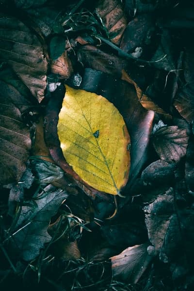 Vibrant Yellow Leaf Amidst Dark Autumn Foliage