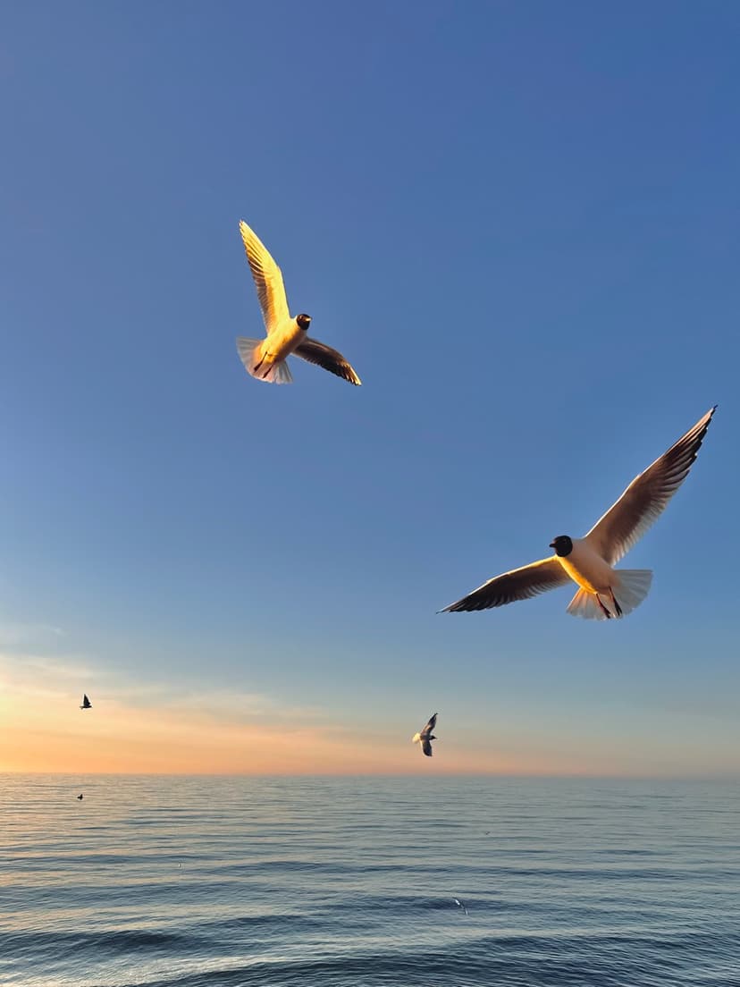 Two seagulls fly above gentle sea ripples against a golden sunset sky on a vertical coastal horizon.